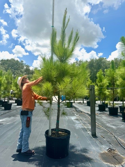 pinus-elliottii-slash-pine