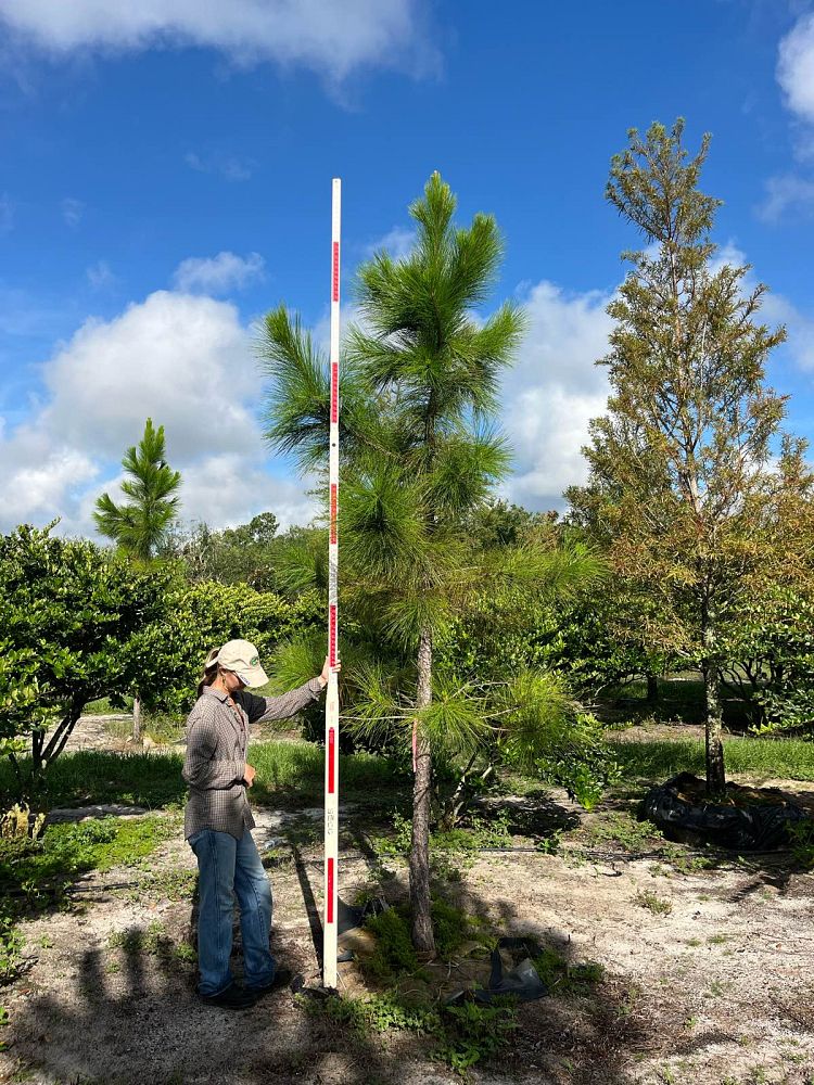 pinus-elliottii-slash-pine