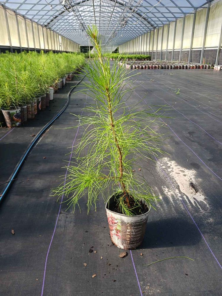 pinus-elliottii-slash-pine