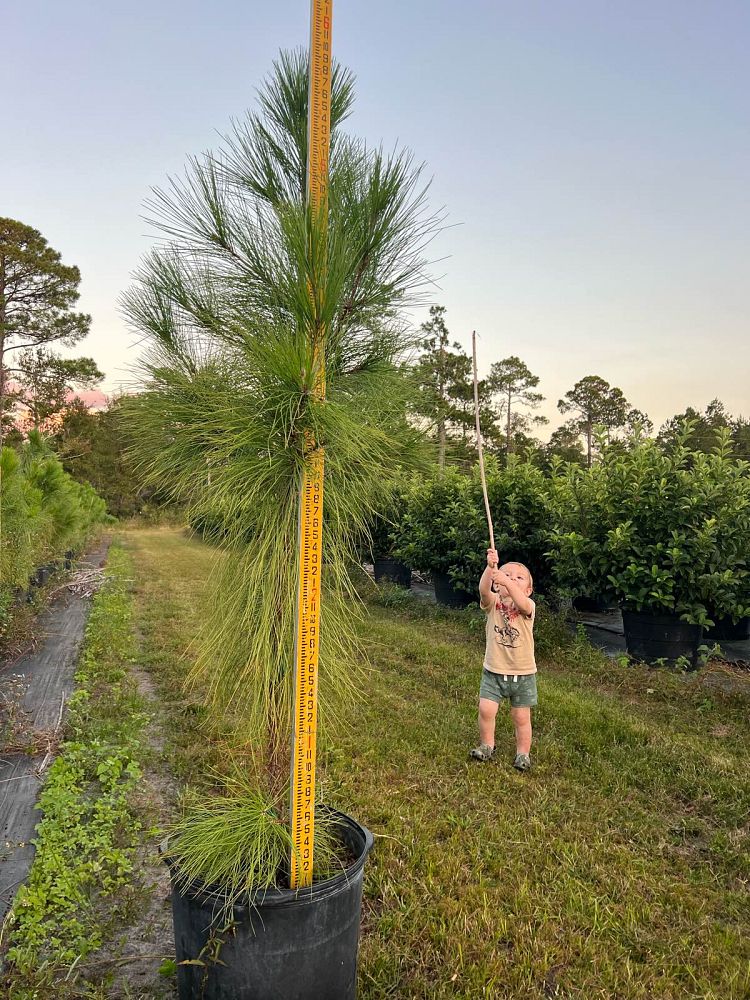 pinus-elliottii-slash-pine