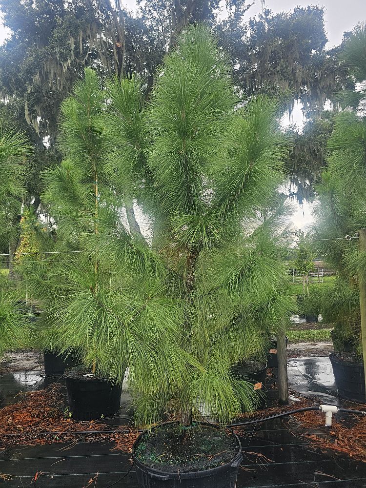 pinus-elliottii-slash-pine