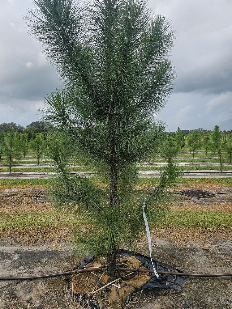 pinus-elliottii-slash-pine