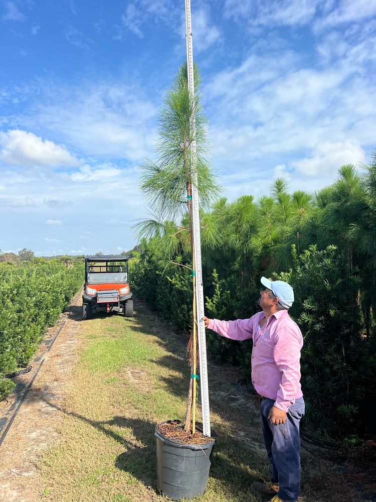 pinus-elliottii-slash-pine