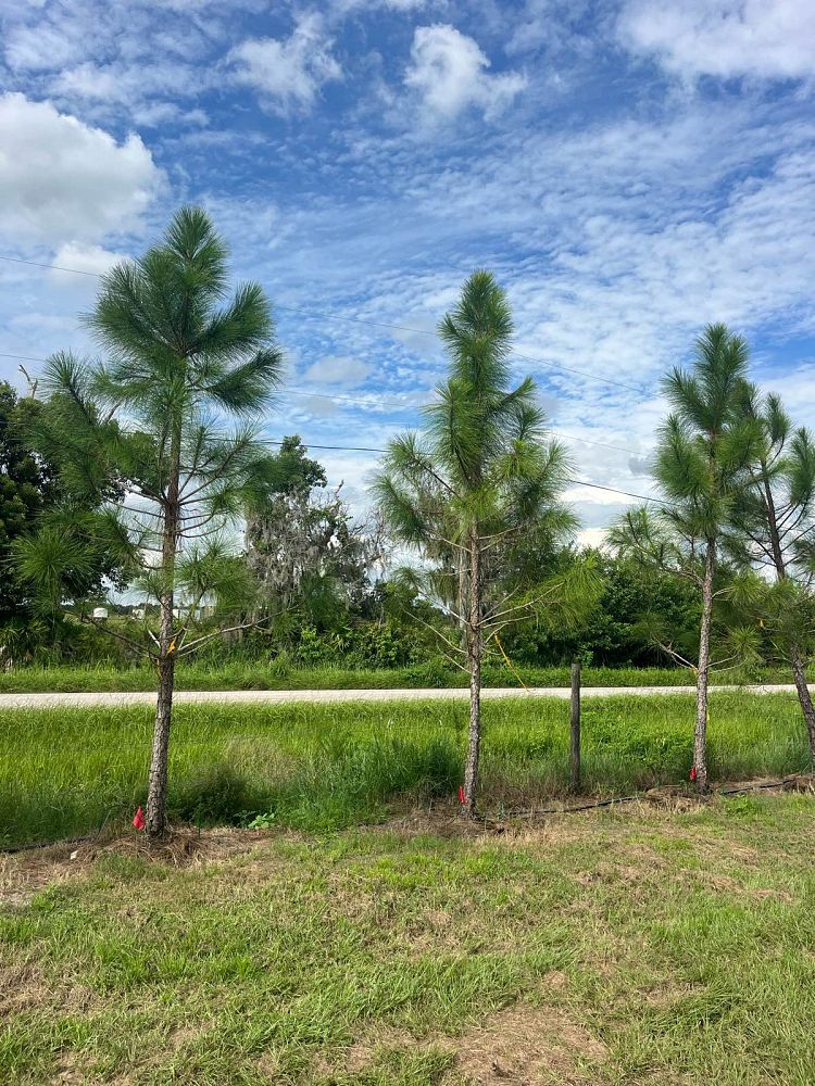 pinus-elliottii-slash-pine