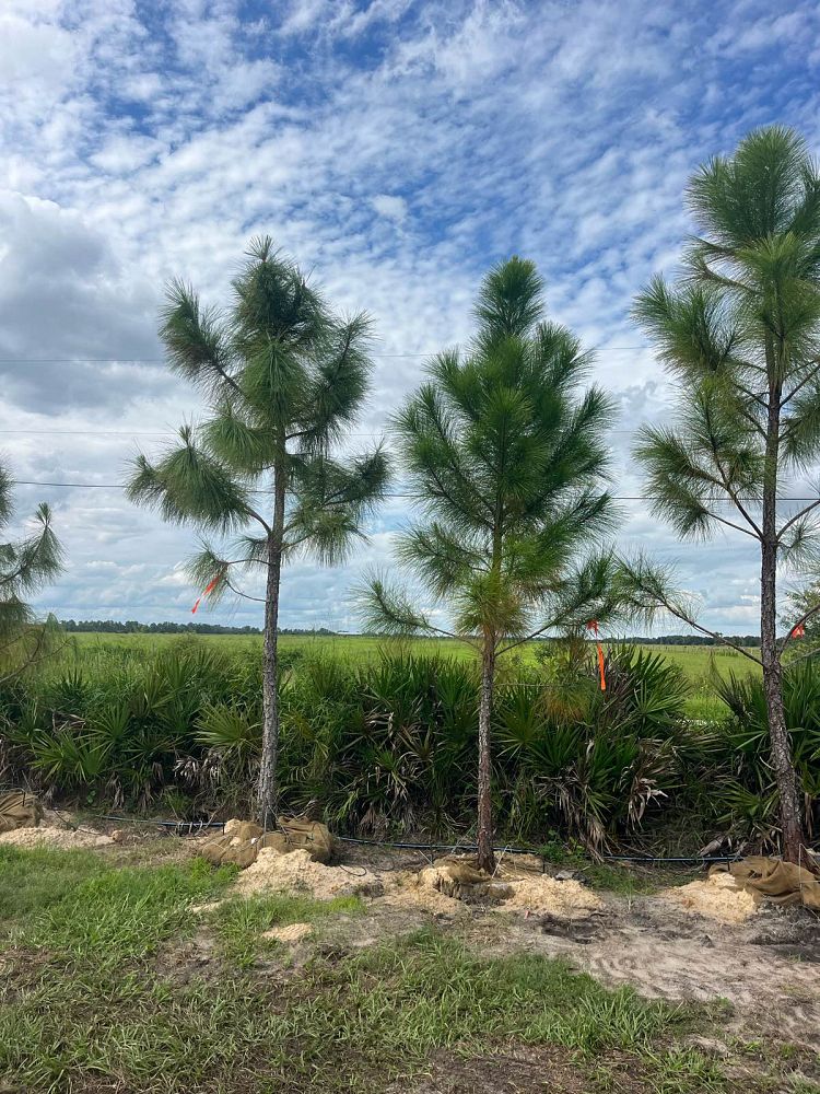 pinus-elliottii-slash-pine