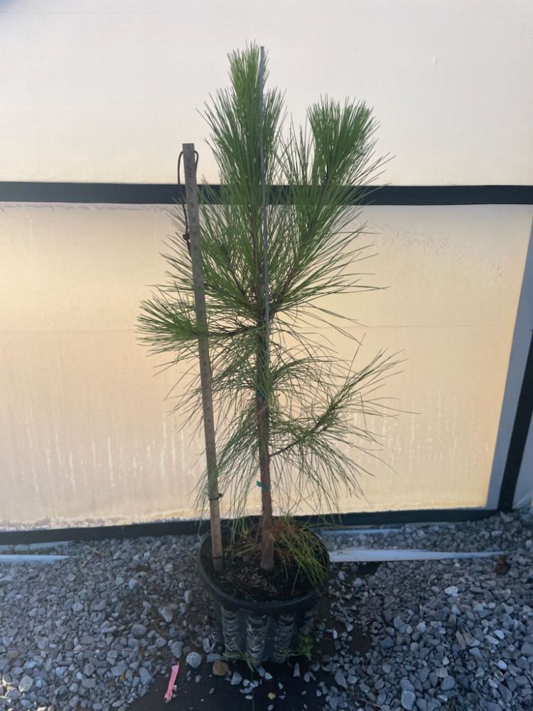 pinus-elliottii-slash-pine