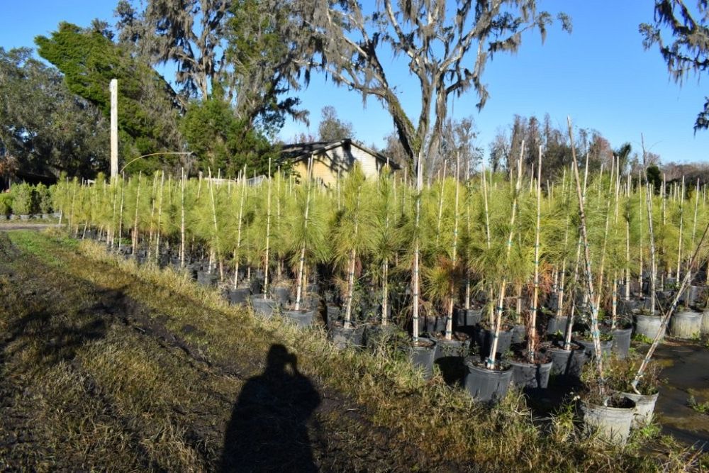 pinus-elliottii-slash-pine