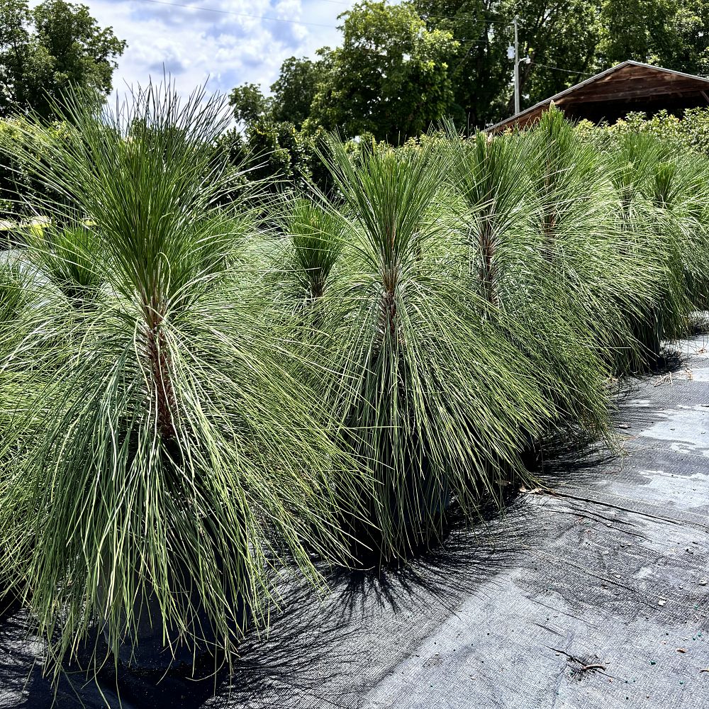 pinus-palustris-longleaf-pine