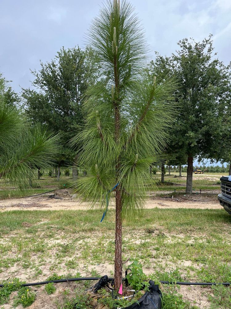 pinus-palustris-longleaf-pine