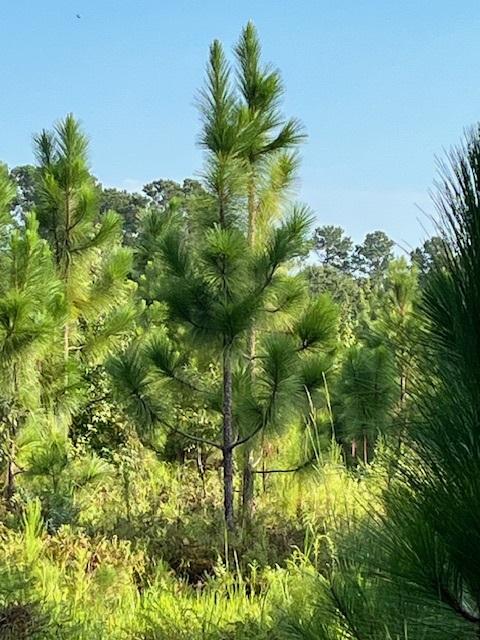 pinus-palustris-longleaf-pine