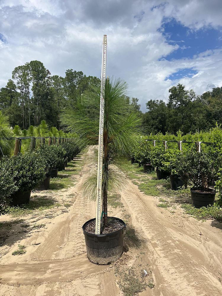 pinus-palustris-longleaf-pine