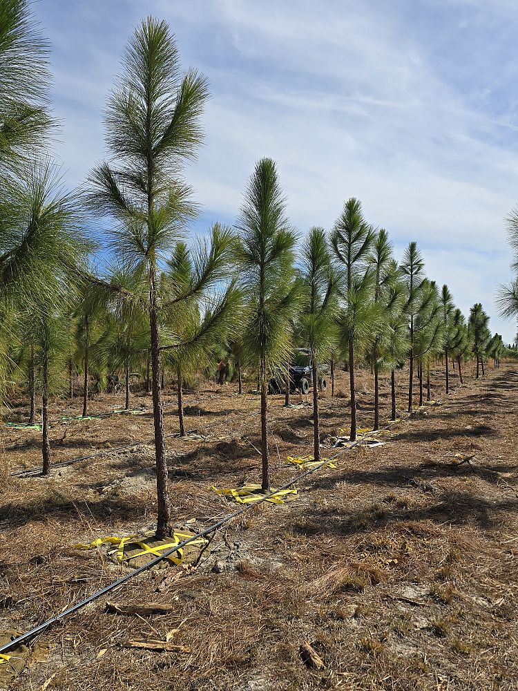 pinus-palustris-longleaf-pine