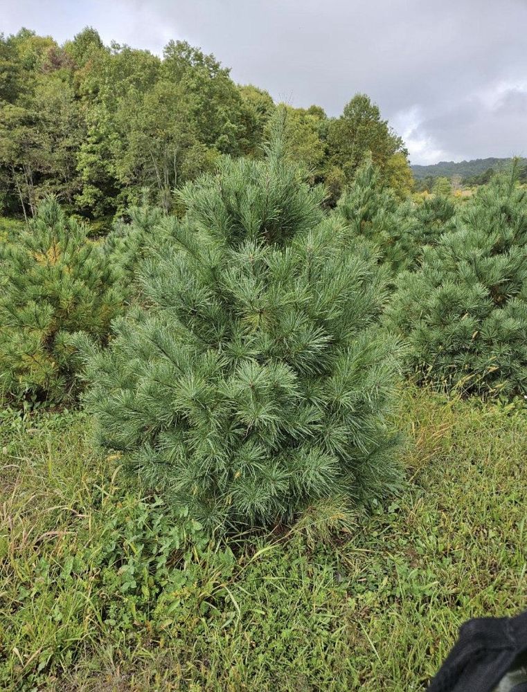 pinus-strobus-eastern-white-pine