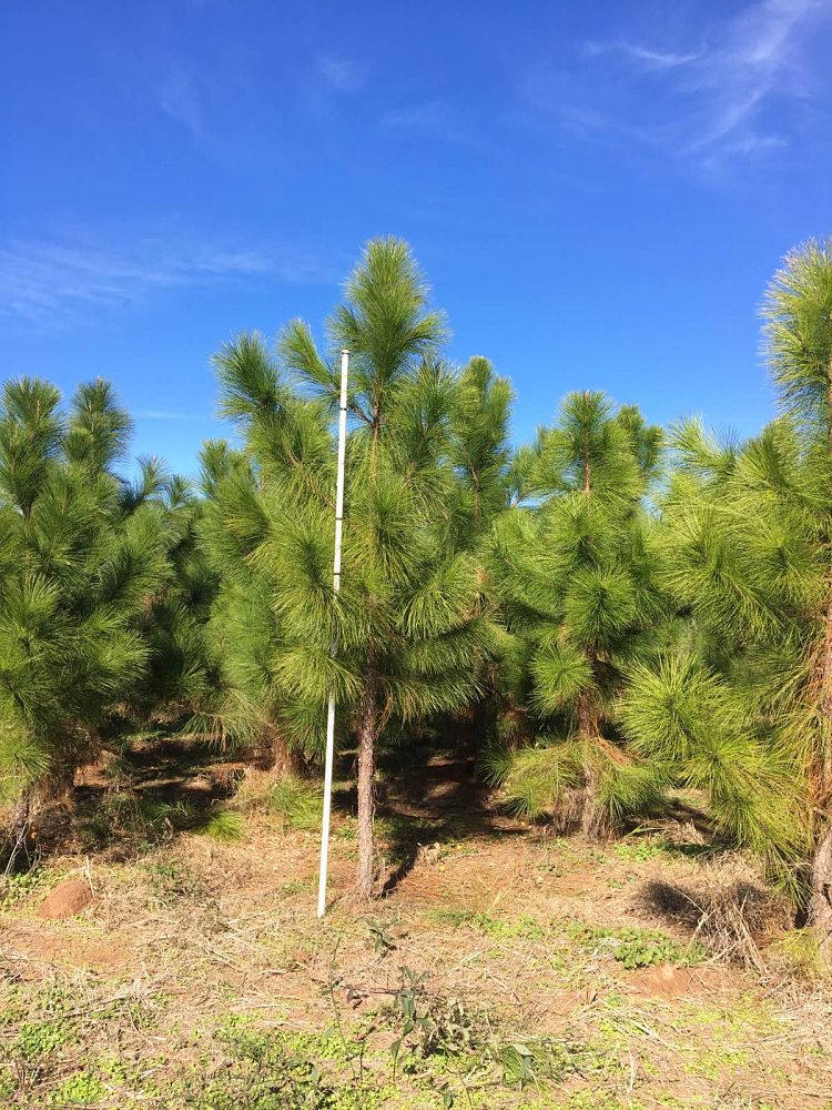 Louisiana Tree Farm, Inc. | plantANT.com