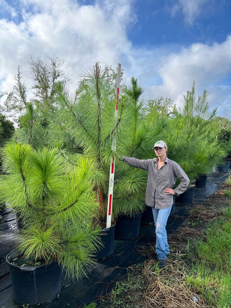 pinus-taeda-loblolly-pine