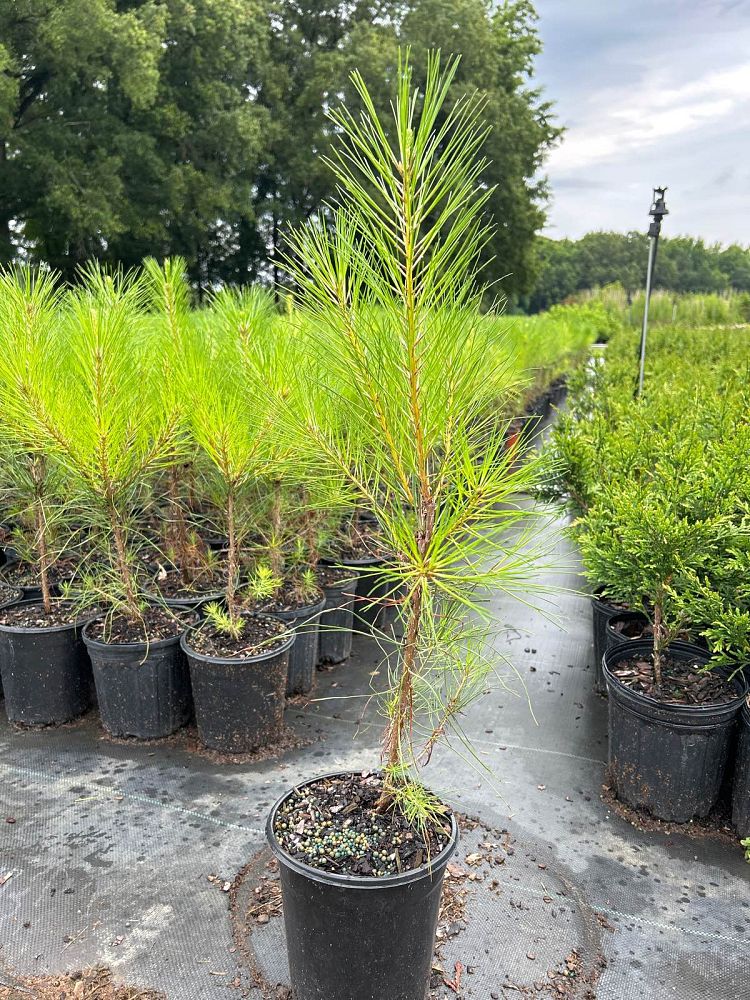 pinus-taeda-loblolly-pine