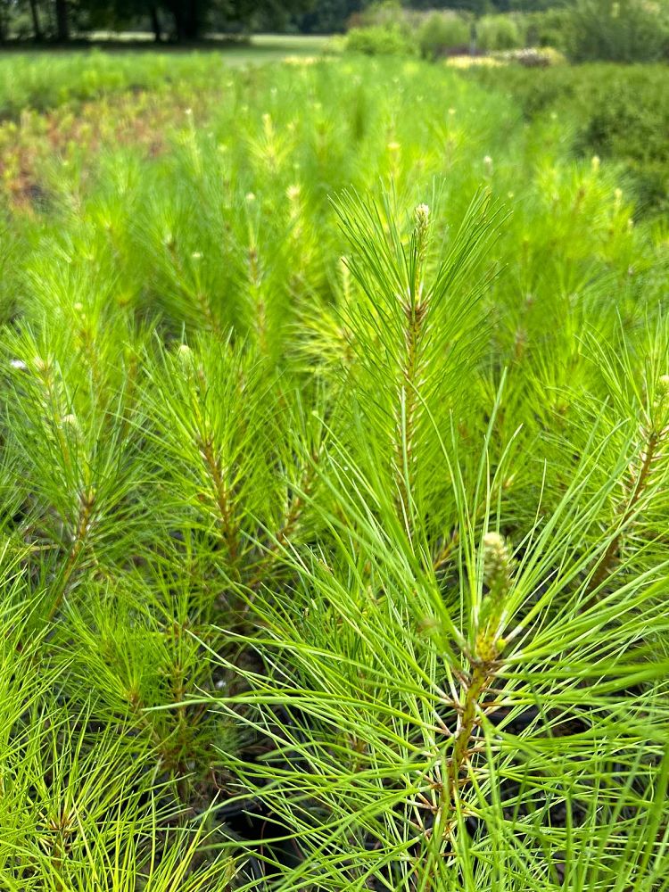 pinus-taeda-loblolly-pine