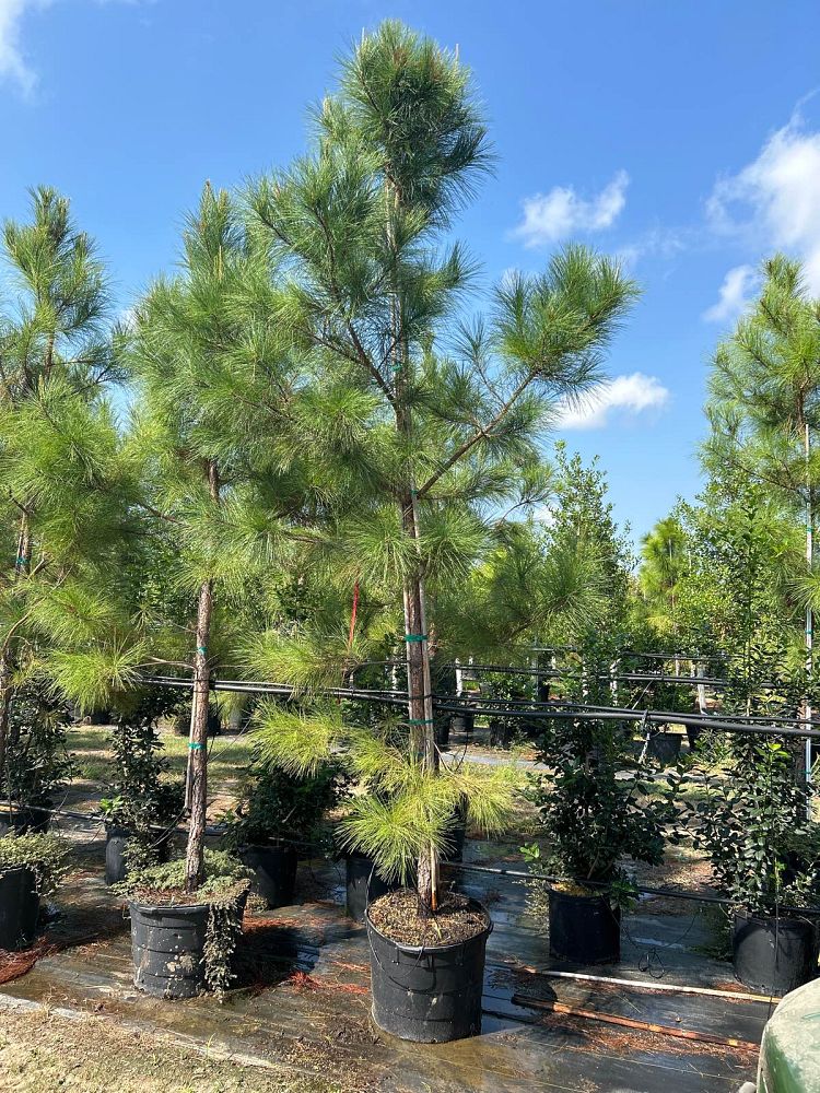 pinus-taeda-loblolly-pine