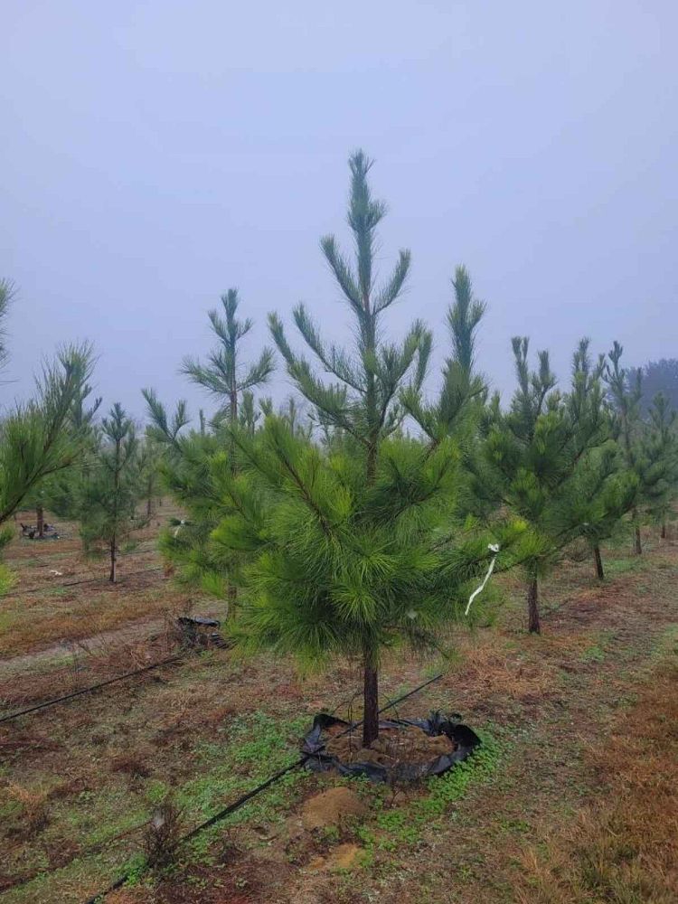 pinus-taeda-loblolly-pine