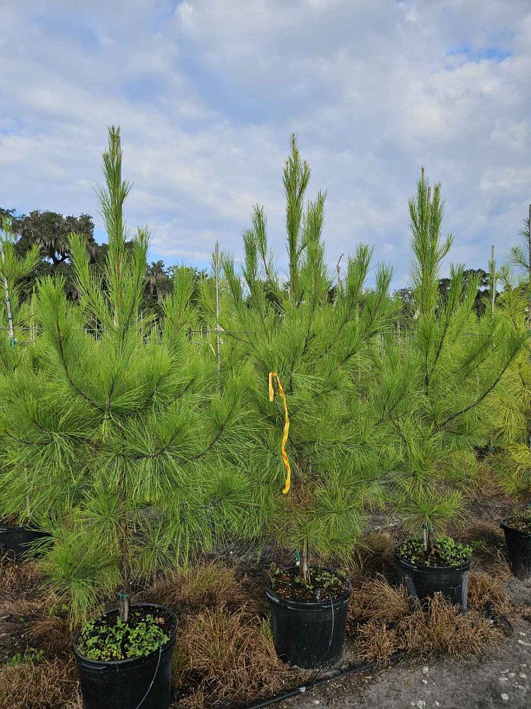 pinus-taeda-loblolly-pine