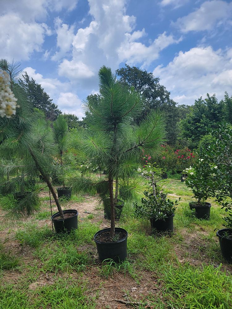 pinus-taeda-loblolly-pine