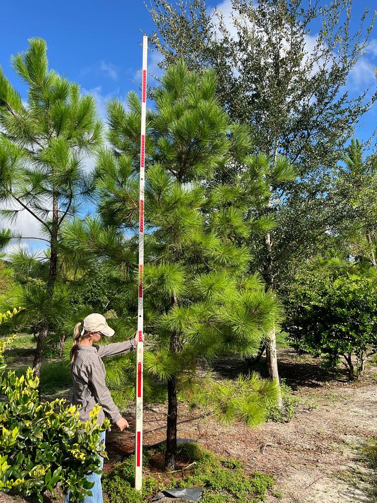 pinus-taeda-loblolly-pine