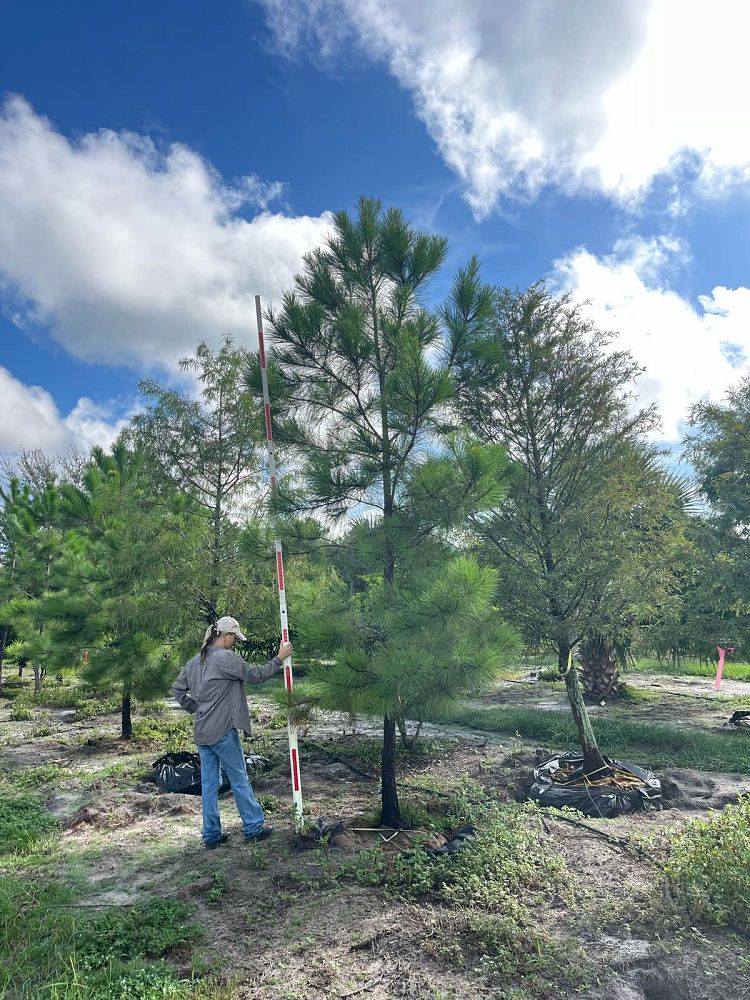 pinus-taeda-loblolly-pine