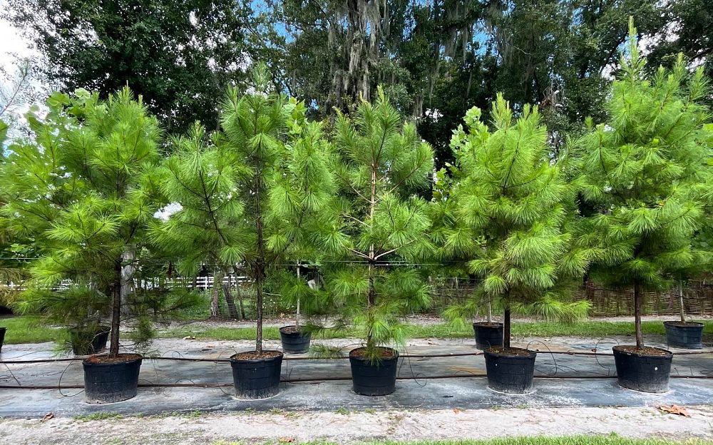 pinus-taeda-loblolly-pine