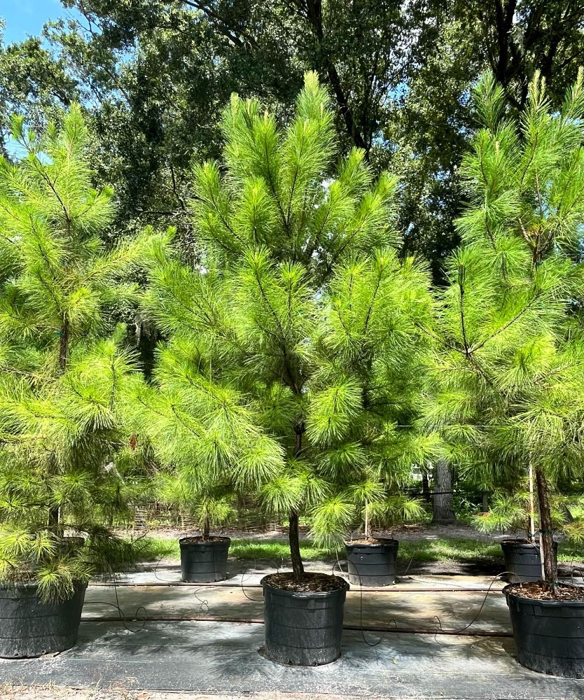 pinus-taeda-loblolly-pine