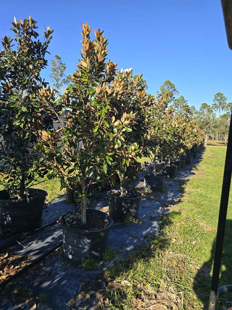 pinus-taeda-loblolly-pine