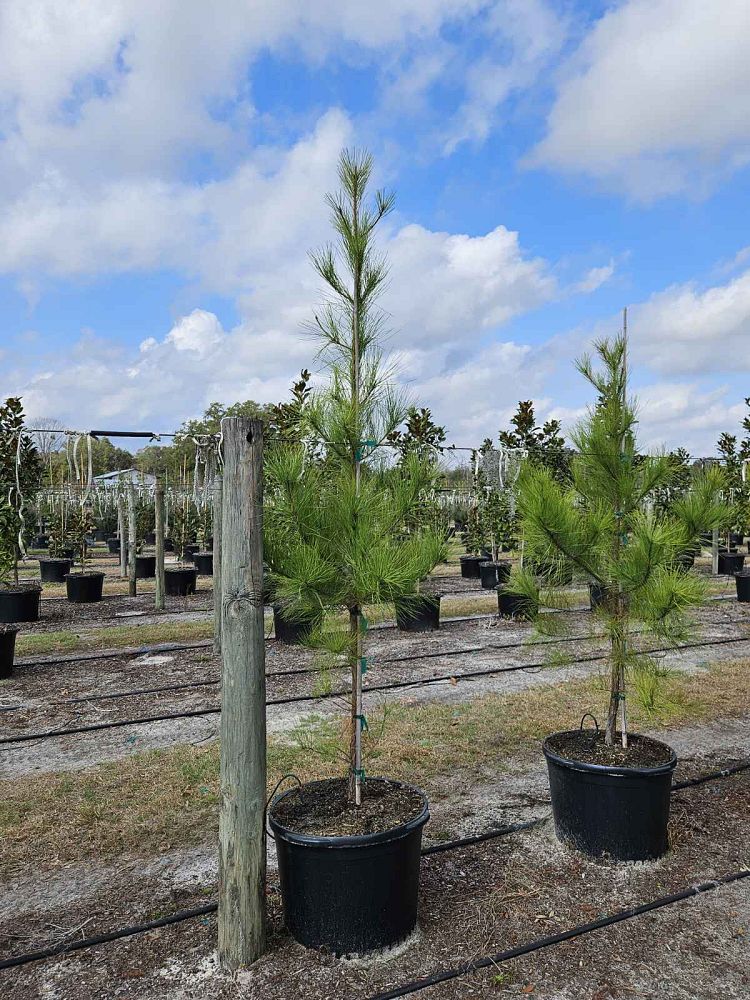 pinus-taeda-loblolly-pine