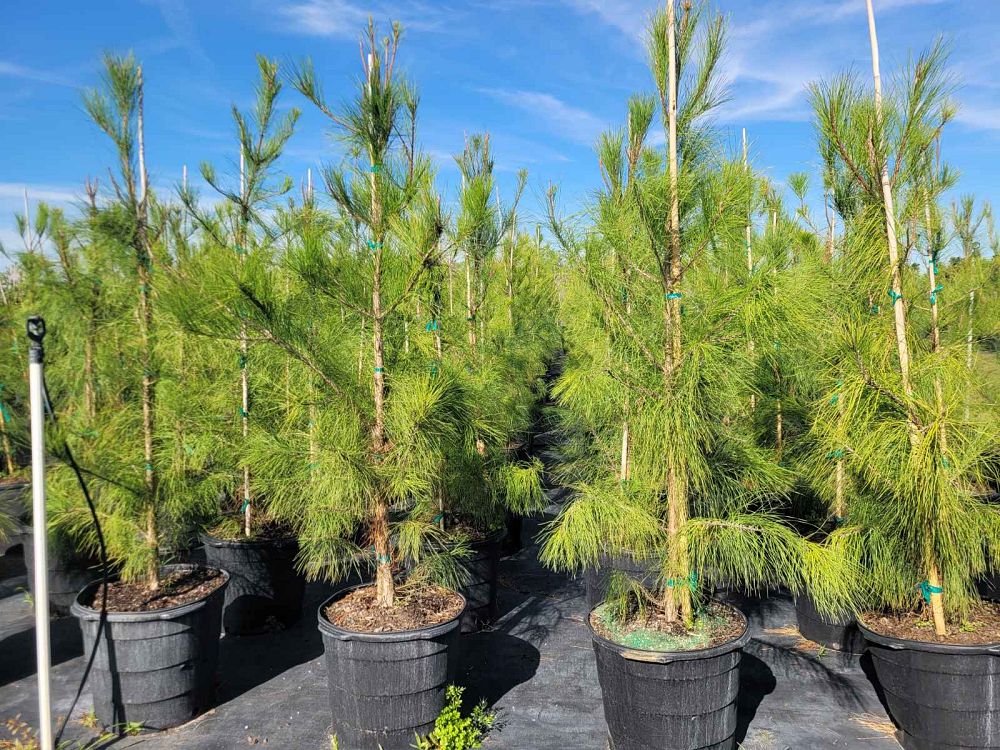 pinus-taeda-loblolly-pine