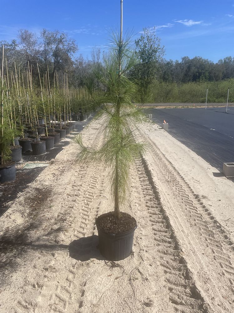 pinus-taeda-loblolly-pine