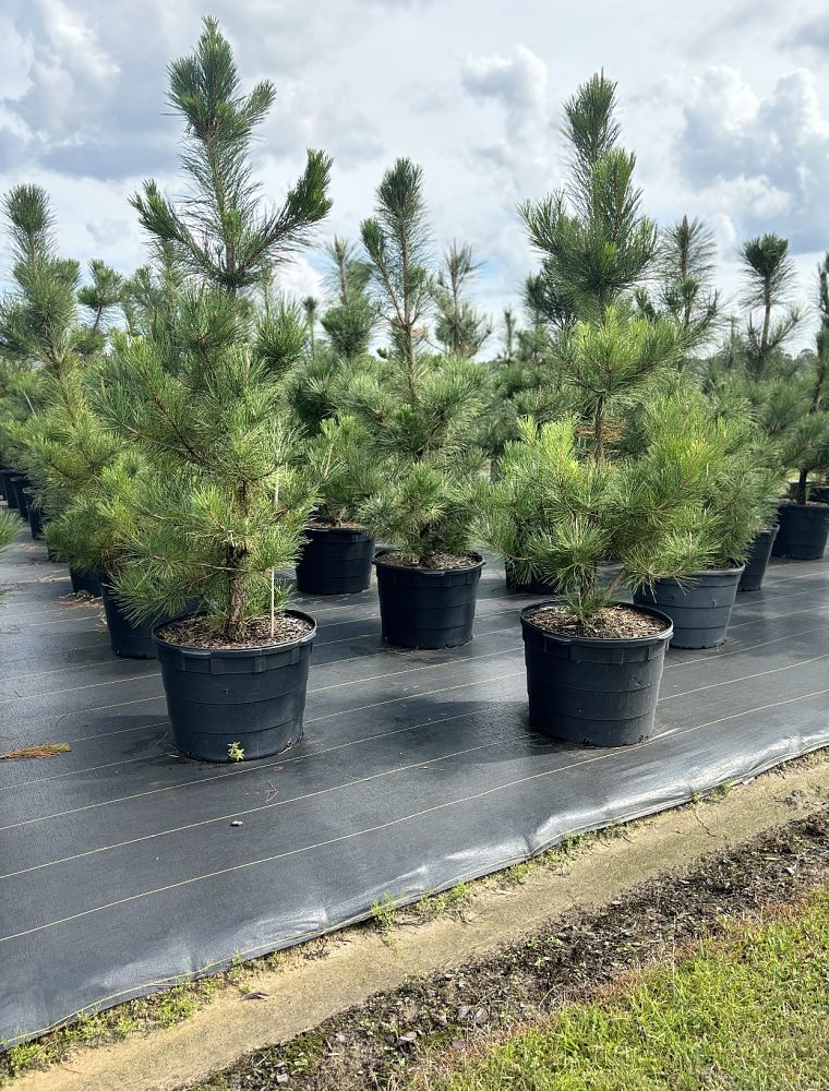 pinus-thunbergii-japanese-black-pine