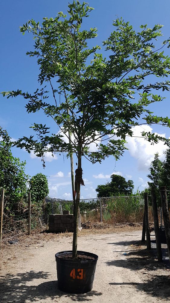 piscidia-erythrina-fish-fuddle-tree-fish-poison-tree-jamaican-dogwood