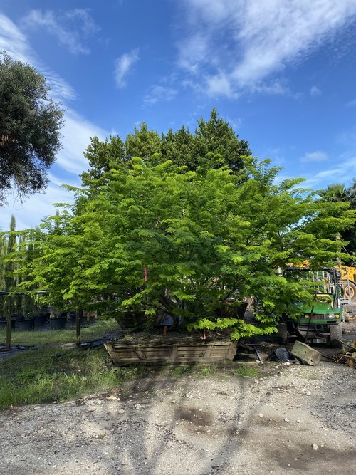 pithecellobium-tortum-brazilian-raintree