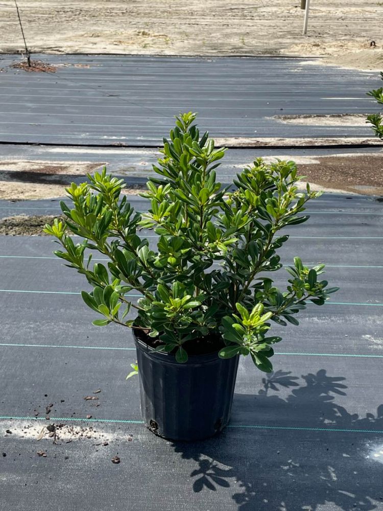 pittosporum-tobira-compacta-japanese-cheesewood