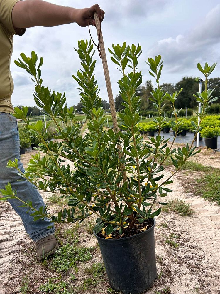 pittosporum-tobira-japanese-cheesewood