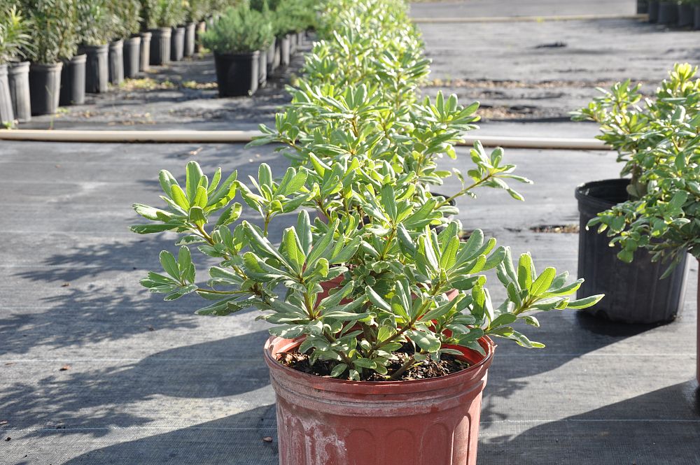 pittosporum-tobira-variegata-japanese-cheesewood