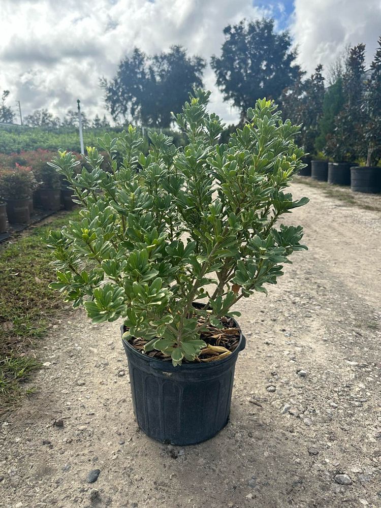 pittosporum-tobira-variegata-japanese-cheesewood