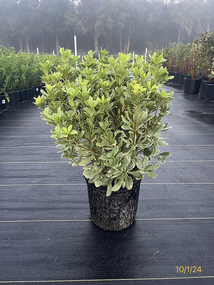 pittosporum-tobira-variegata-japanese-cheesewood