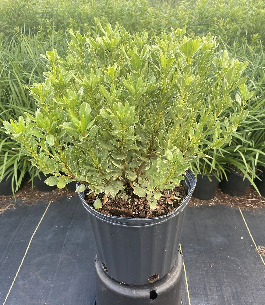 pittosporum-tobira-variegata-japanese-cheesewood