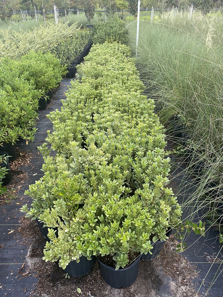 pittosporum-tobira-variegata-japanese-cheesewood