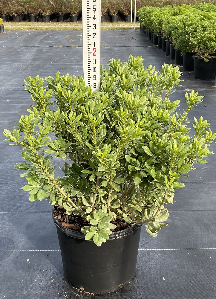 pittosporum-tobira-variegata-japanese-cheesewood