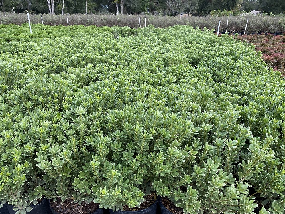 pittosporum-tobira-variegata-japanese-cheesewood