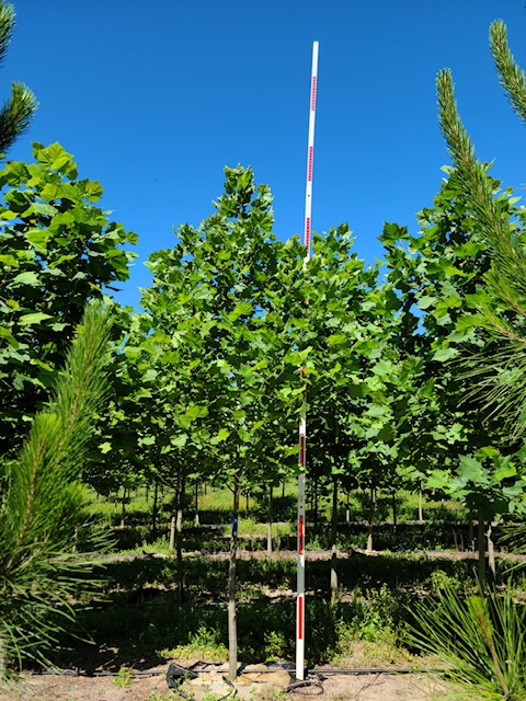 platanus-occidentalis-american-sycamore-texas-sycamore-plane-tree