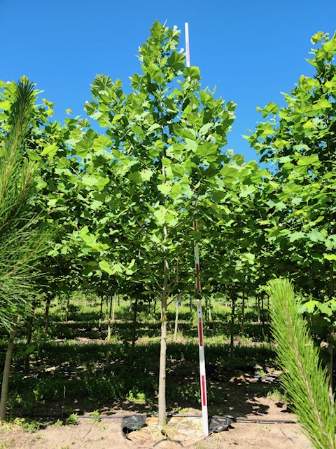 platanus-occidentalis-american-sycamore-texas-sycamore-plane-tree