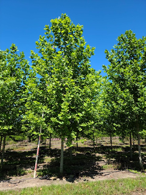 platanus-occidentalis-american-sycamore-texas-sycamore-plane-tree