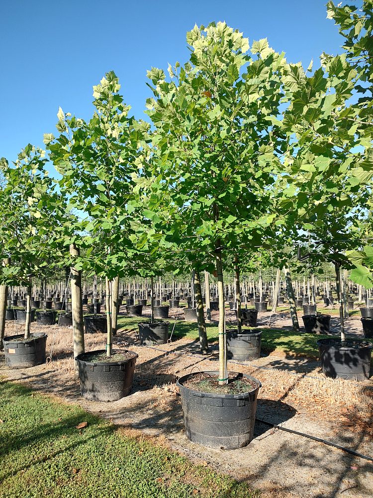 platanus-occidentalis-american-sycamore-texas-sycamore-plane-tree