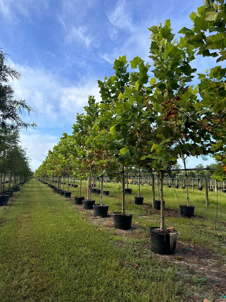 platanus-occidentalis-american-sycamore-texas-sycamore-plane-tree